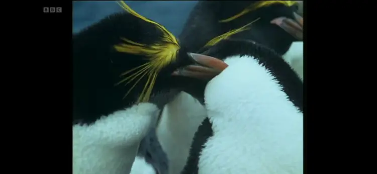 Macaroni penguin (Eudyptes chrysolophus) as shown in Life in the Freezer - The Ice Retreats